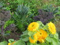 SG Kraut u Sonnenblumen.jpg