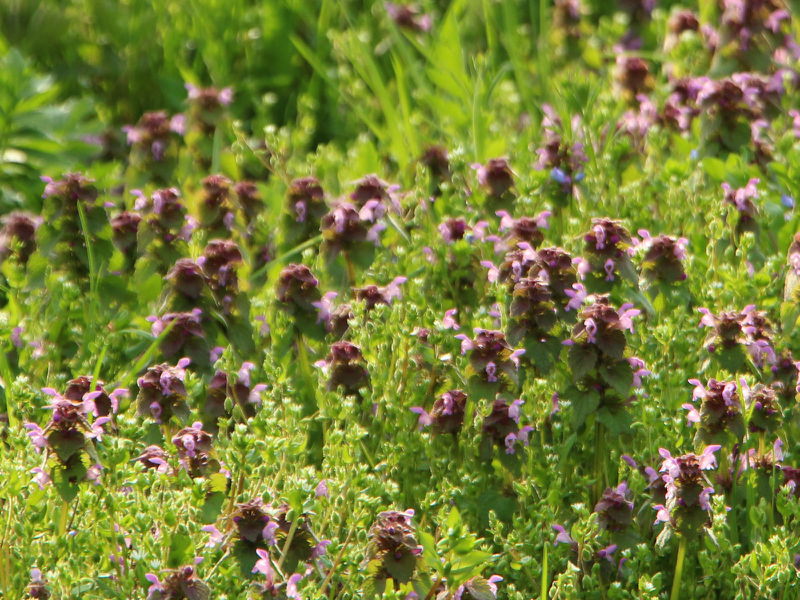 Datei:SG Taubnesselblüten März.JPG