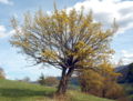 Blühend dirndlbaum hofberg.jpg