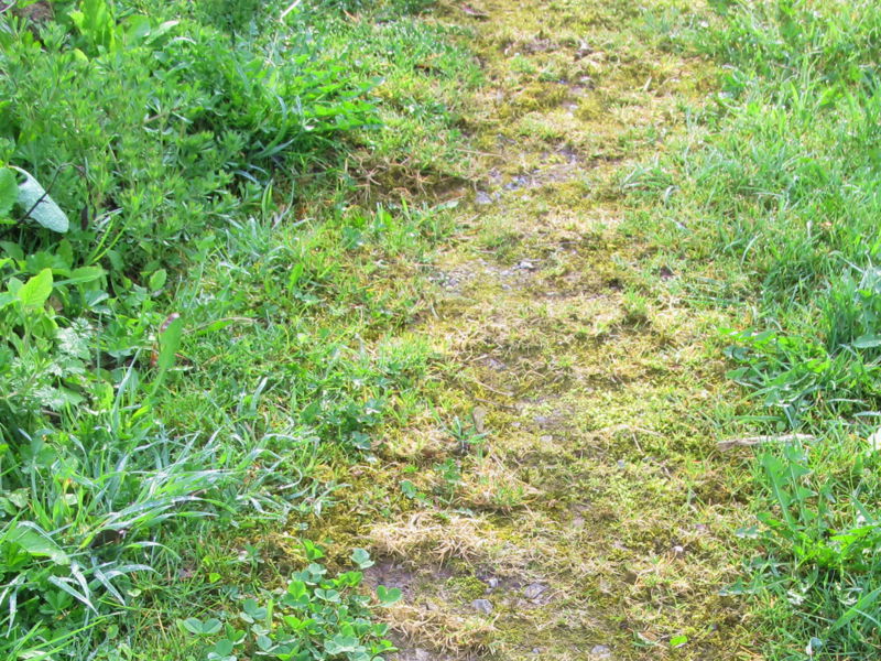 Datei:SG Grüner Gartenweg.jpg