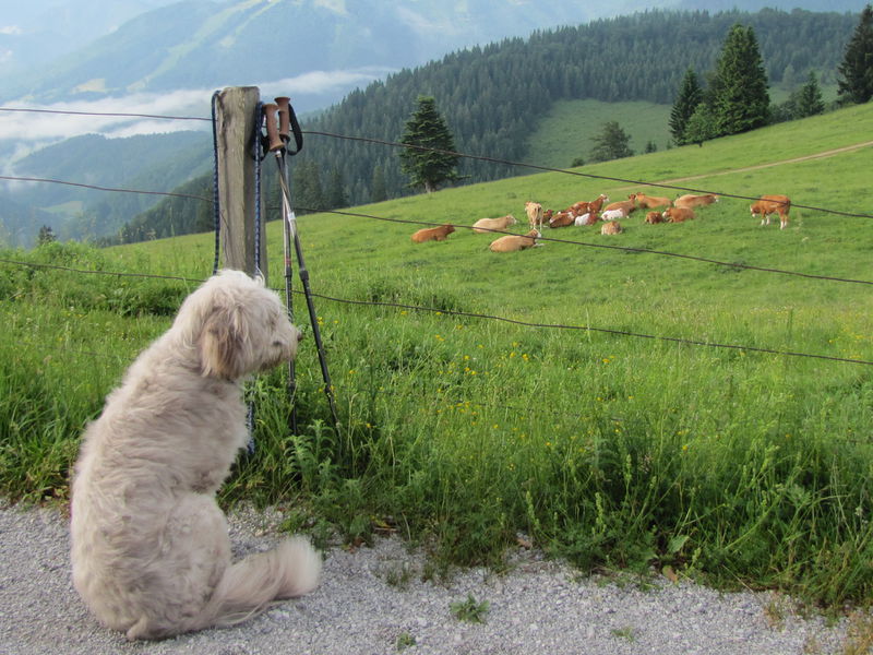 Datei:EST Paula u Kühe.JPG
