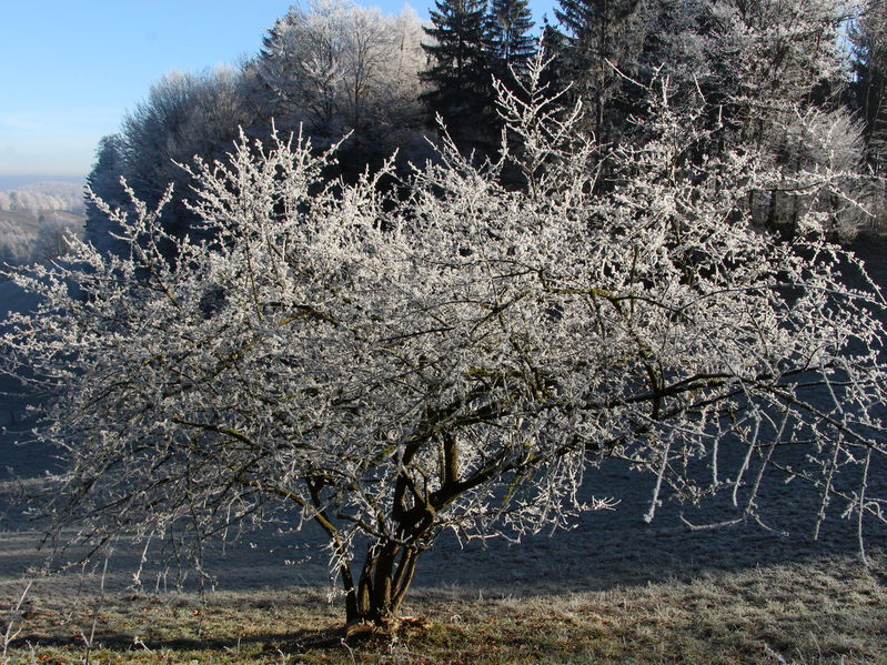 Datei:Raureifdirndl.JPG