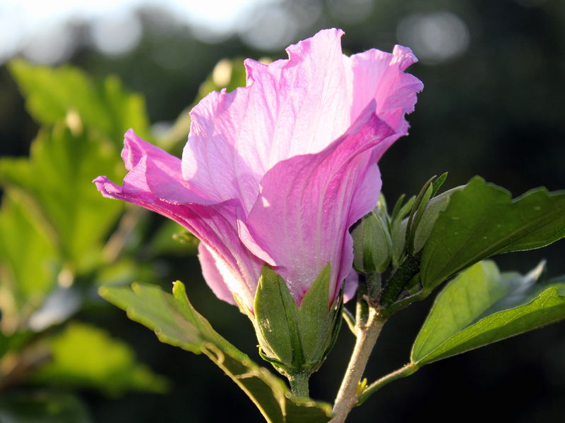 Datei:SG Malvenblüte5.jpg