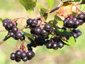 SG Aronia-Beeren viele.jpg