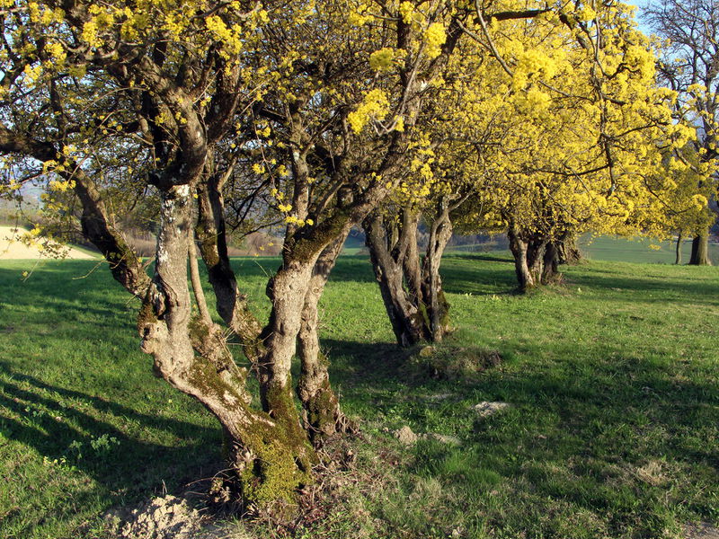 Datei:Dirndlblüte mächtiger Zeuler.JPG