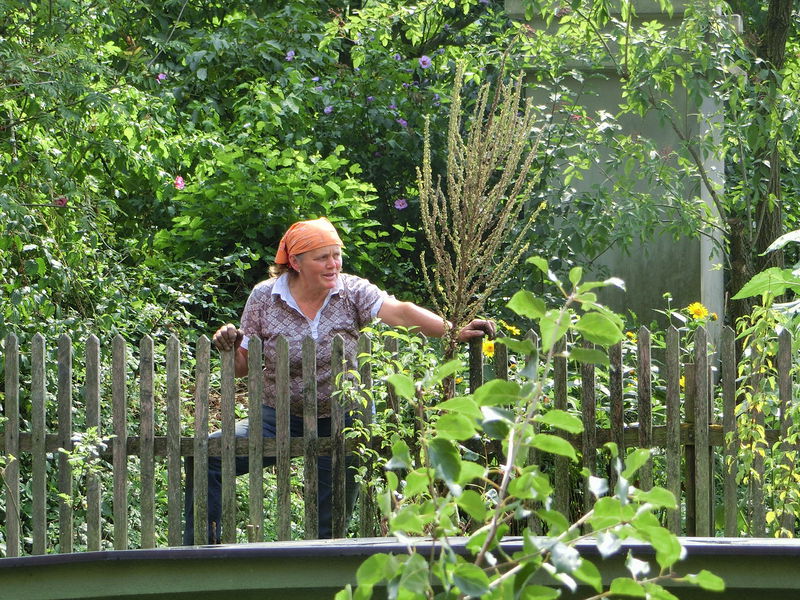 Datei:SG Frieda Mostiniumgarten.jpg