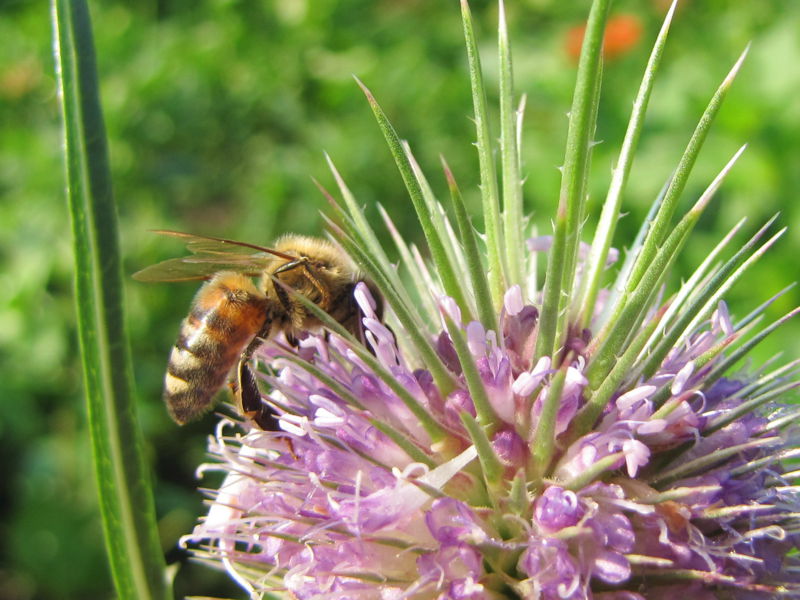 Datei:SG-Biene auf Karde.jpg