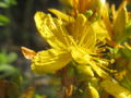 SG-Hypericum perforatum Blüte.jpg