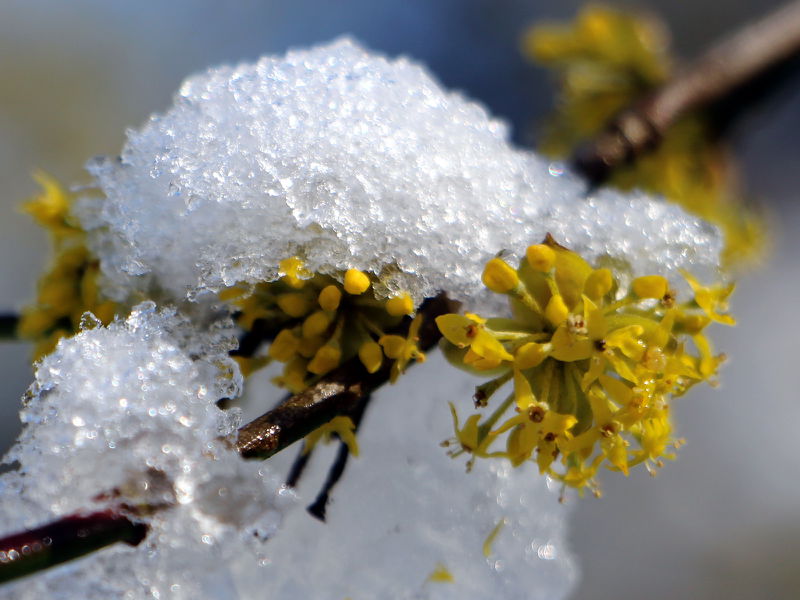 Datei:SG Dirndlblüte voller Schnee.JPG