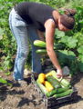 SG Zucchiniernte 11.jpg