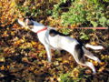 HR Hund will laufen.jpg