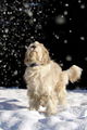 Paula erster Schnee.jpg