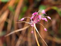 EST Allium Carinatum Blüte.JPG