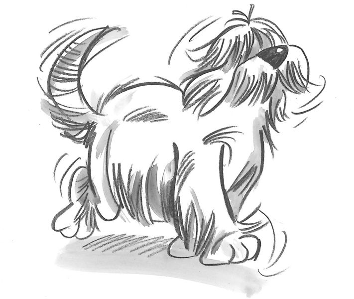 Datei:Gehender Hund HS.jpg