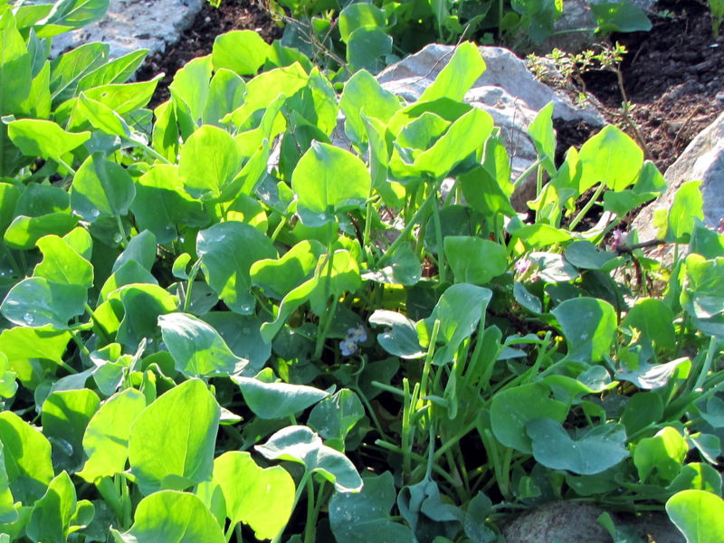 Datei:SG Schildampfer GLicht.jpg