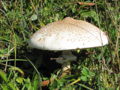 Parasol1.jpg