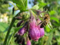 SG-Beinwellblüte m Biene.jpg