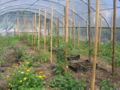 Beginn Folientunnel 07 2009.jpg