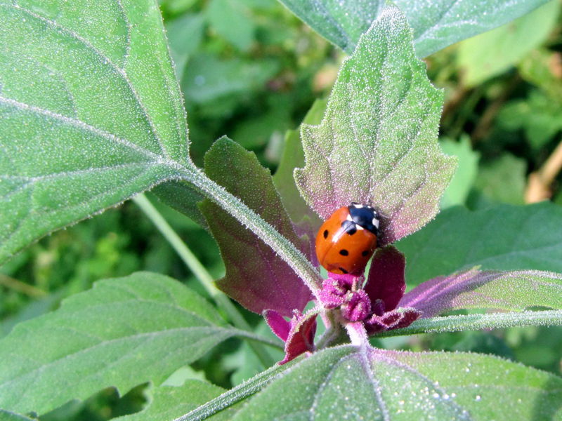Datei:SG Magentamelde Marienkäfer9.jpg