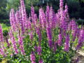 SG-Blutweiderichblüten.jpg