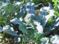 SG Broccoli2.jpg