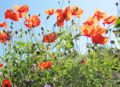 Sg Mohnblüten.jpg