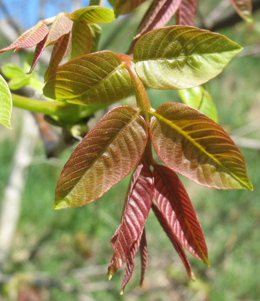Datei:Junger Nußbaumtrieb.jpg