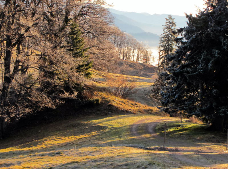 Datei:EST-erster Reif bei Hütte.jpg