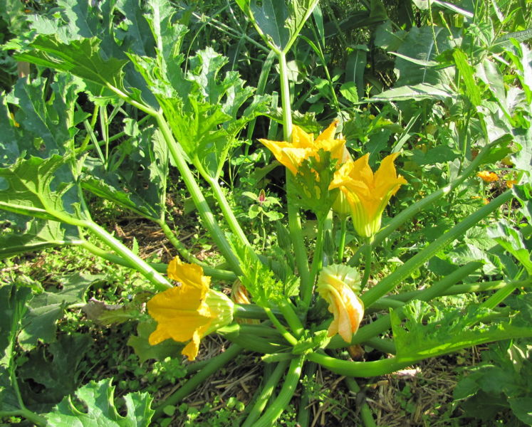 Datei:SG-Zucchini m Blüten.jpg