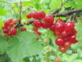 SG -Rote Ribisel reif.jpg
