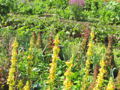 SG Naturgartenvielfalt9.jpg