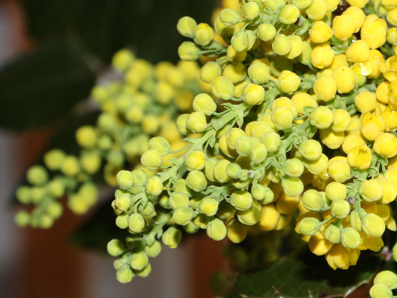 Datei:Mahonia Blüte.JPG
