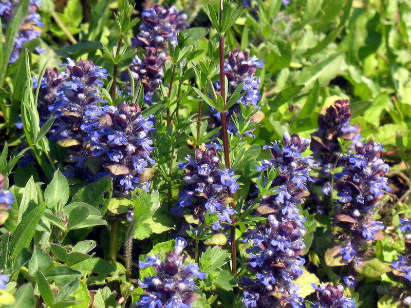 Datei:SG Günsel.jpg