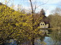 SG Dirndlnblüte am S-Teich.jpg