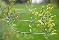 Fenchel Samen.jpg
