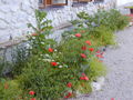 SD Mohn Lattich Kellergew.jpg