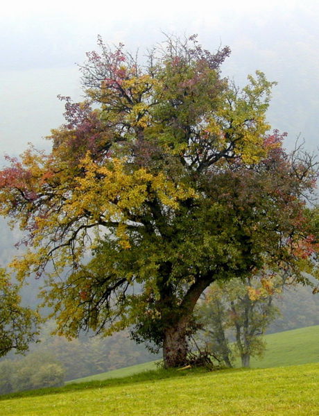 Datei:Herbstpracht Birnbaum.jpg