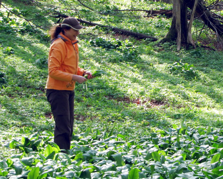 Datei:Im Bärlauch.jpg