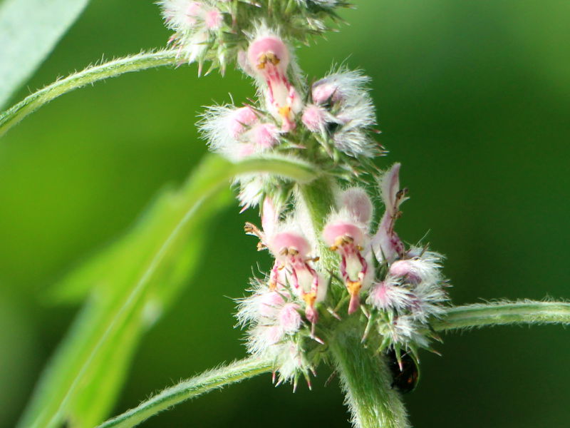 Datei:SG Blüten Herzgespann.jpg
