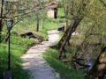 Steinschaler Teich Weg Frühling7.jpg