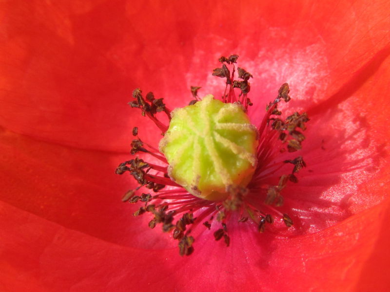 Datei:SG-Mohnblüte innen8.jpg