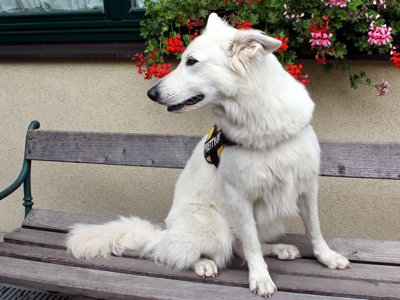 Datei:WolfsHund Sissi August 2013.jpg