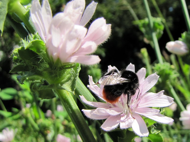 Datei:SG Endivienblüte.jpg