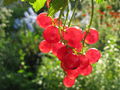 SG Ribisl rot.jpg