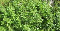 GuterHeinrich Hohenstein.jpg
