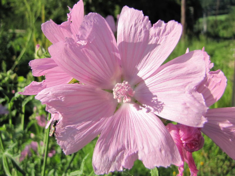 Datei:SG Moschusmalven-Blüten.jpg