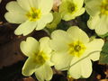 Primeln Blüte.jpg