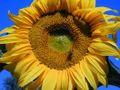 Sonnenblume.jpg