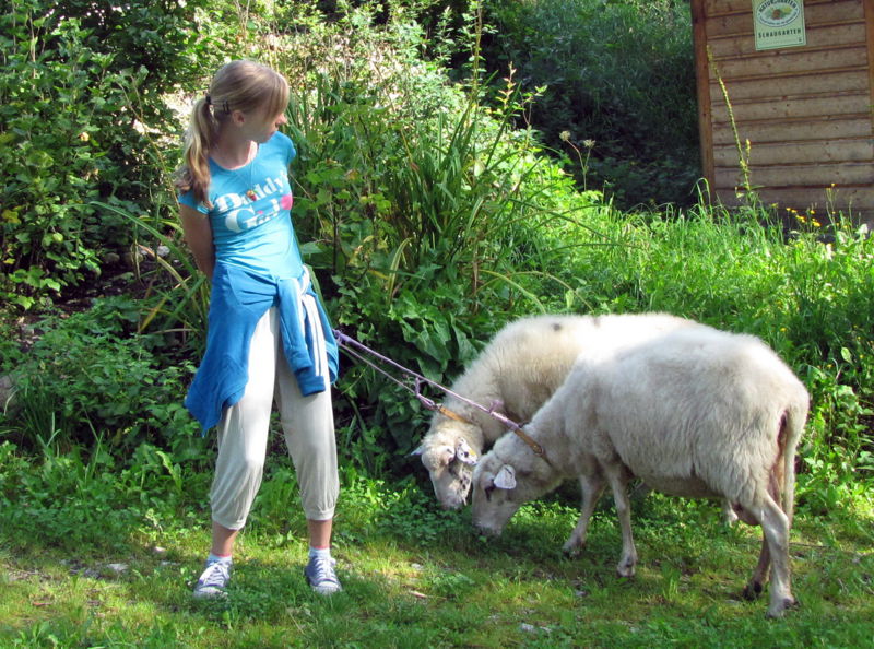 Datei:SH Spaziergang m Schafen.jpg