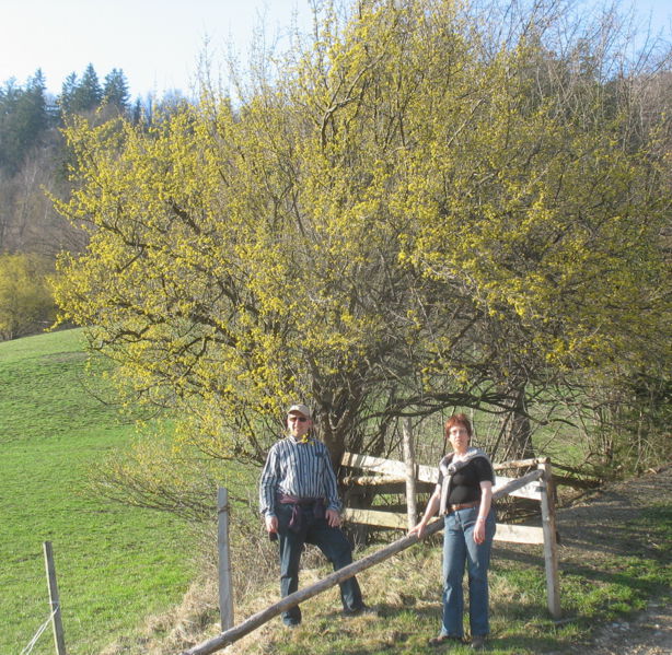 Datei:Dirndlblüte Gäste.jpg